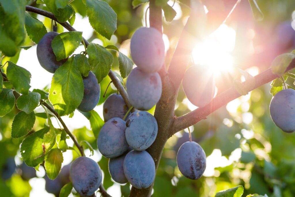 Stone-fruit image - Crop Tech Notes - Seasol New Zealand