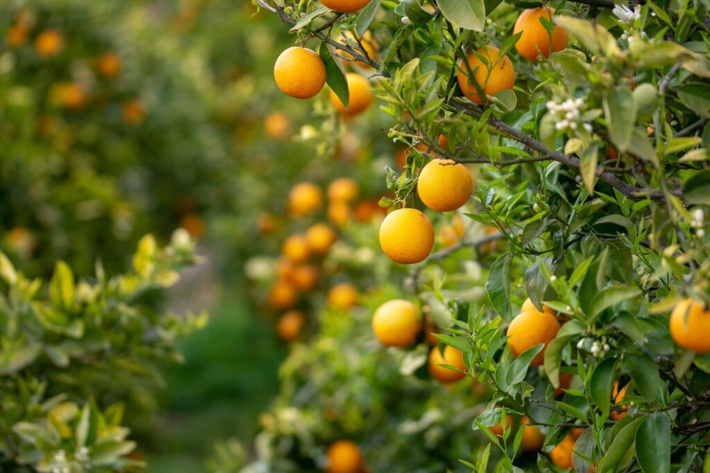 Citrus image - Crop Tech Notes - Seasol New Zealand