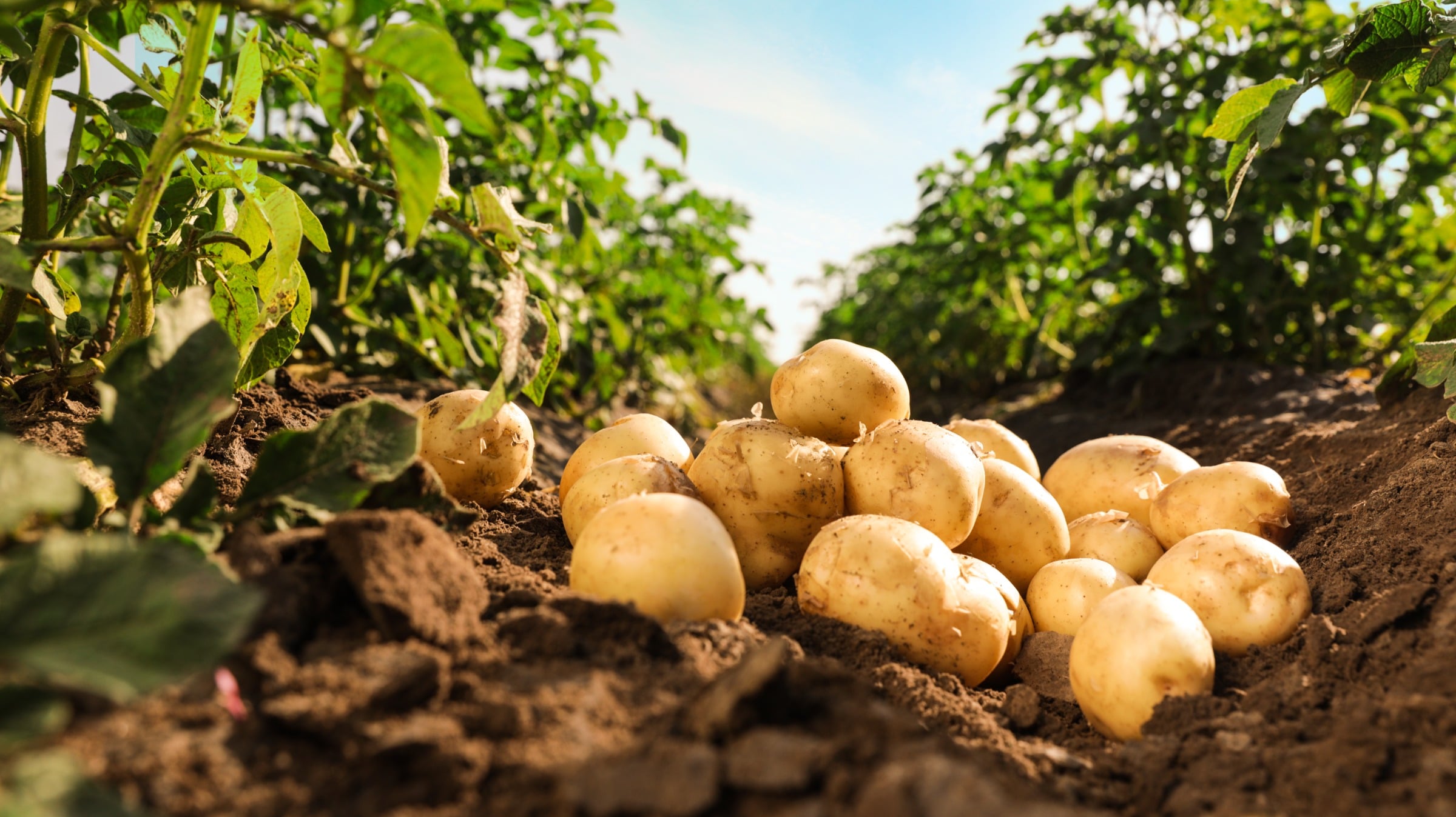 Processing Potatoes Production - Crop Tech Guide - Seasol NZ