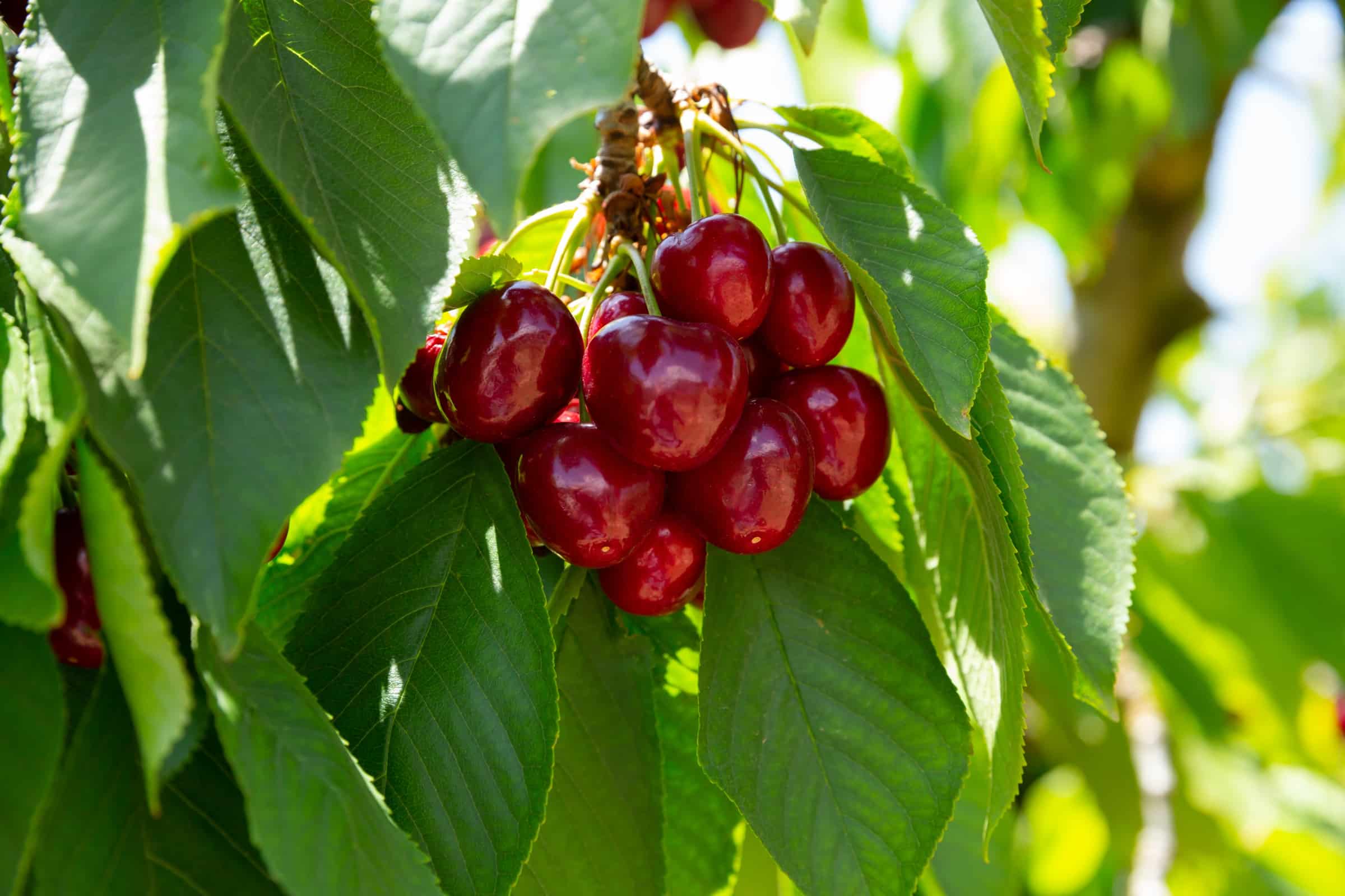 Cherry image - Crop Tech Notes - Seasol New Zealand
