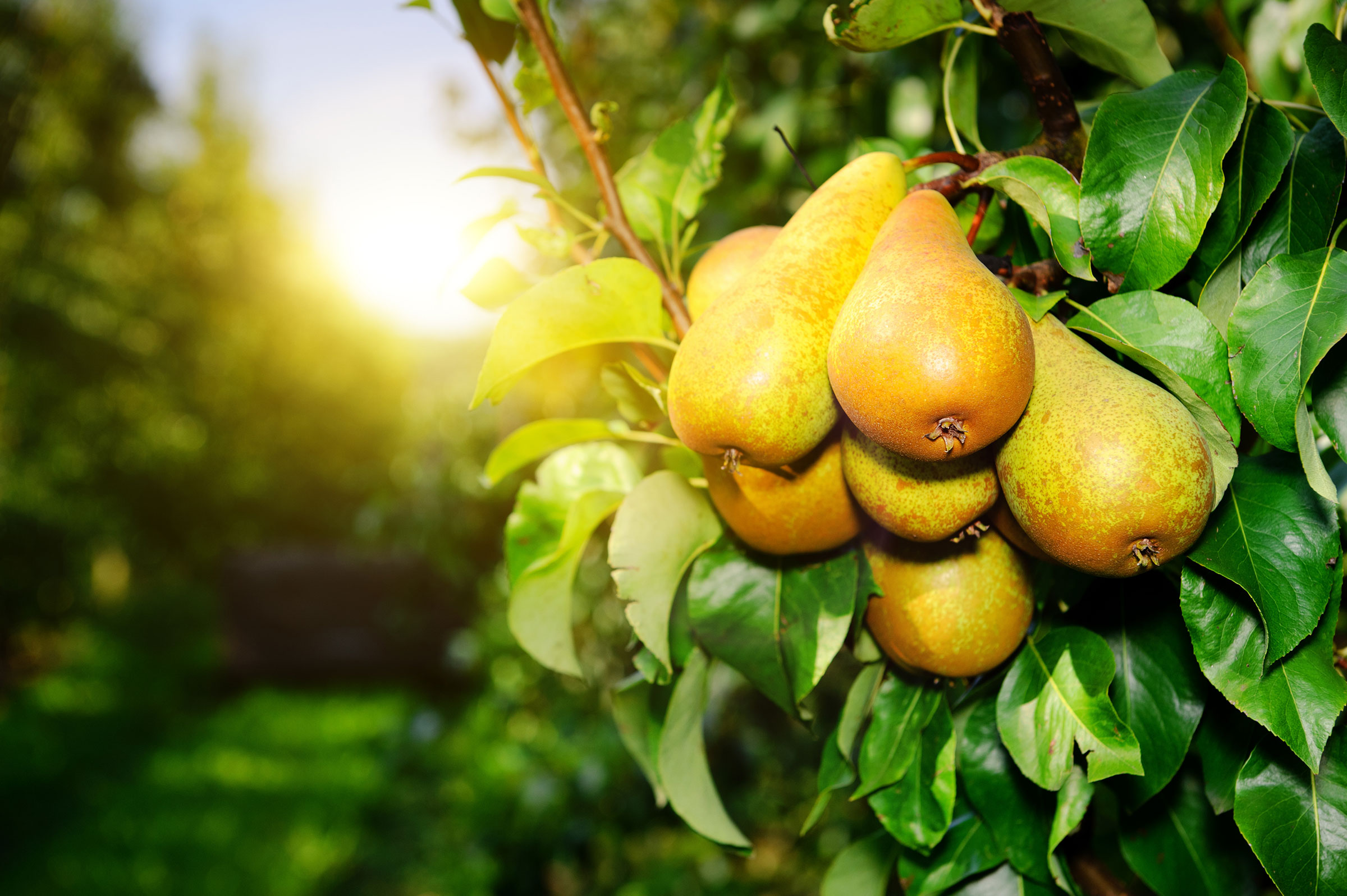 Pear and Nashi Production - Crop Tech Guide - Seasol NZ