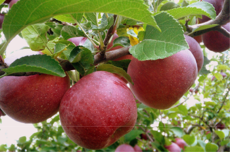 Apple image - Crop Tech Notes - Seasol New Zealand