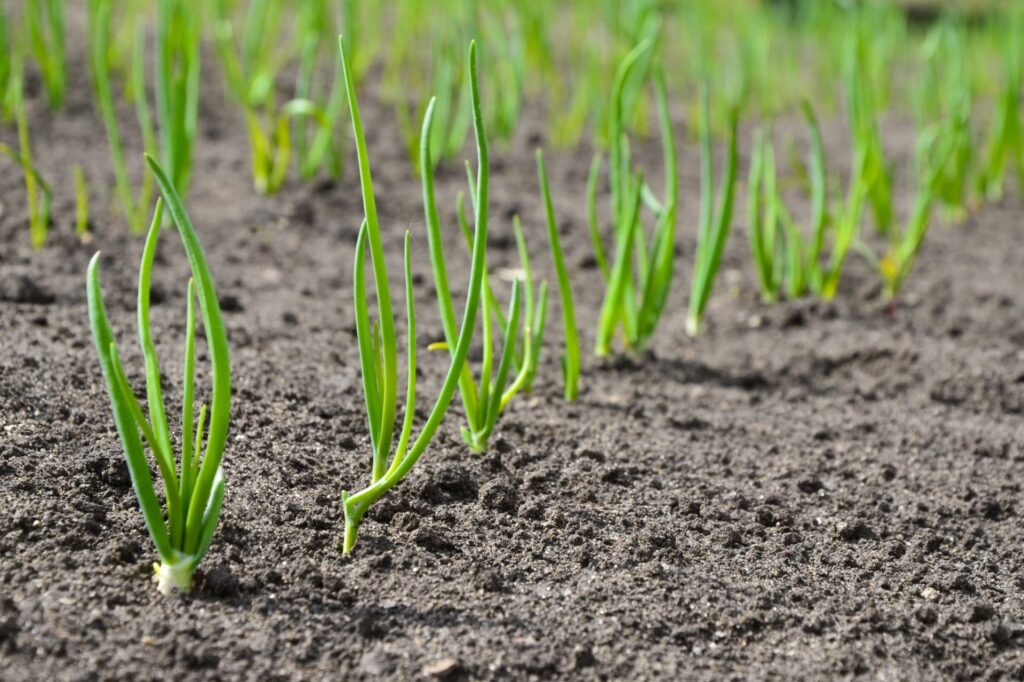 Bunching Vegetables Production – Crop Tech Guide – Seasol NZ