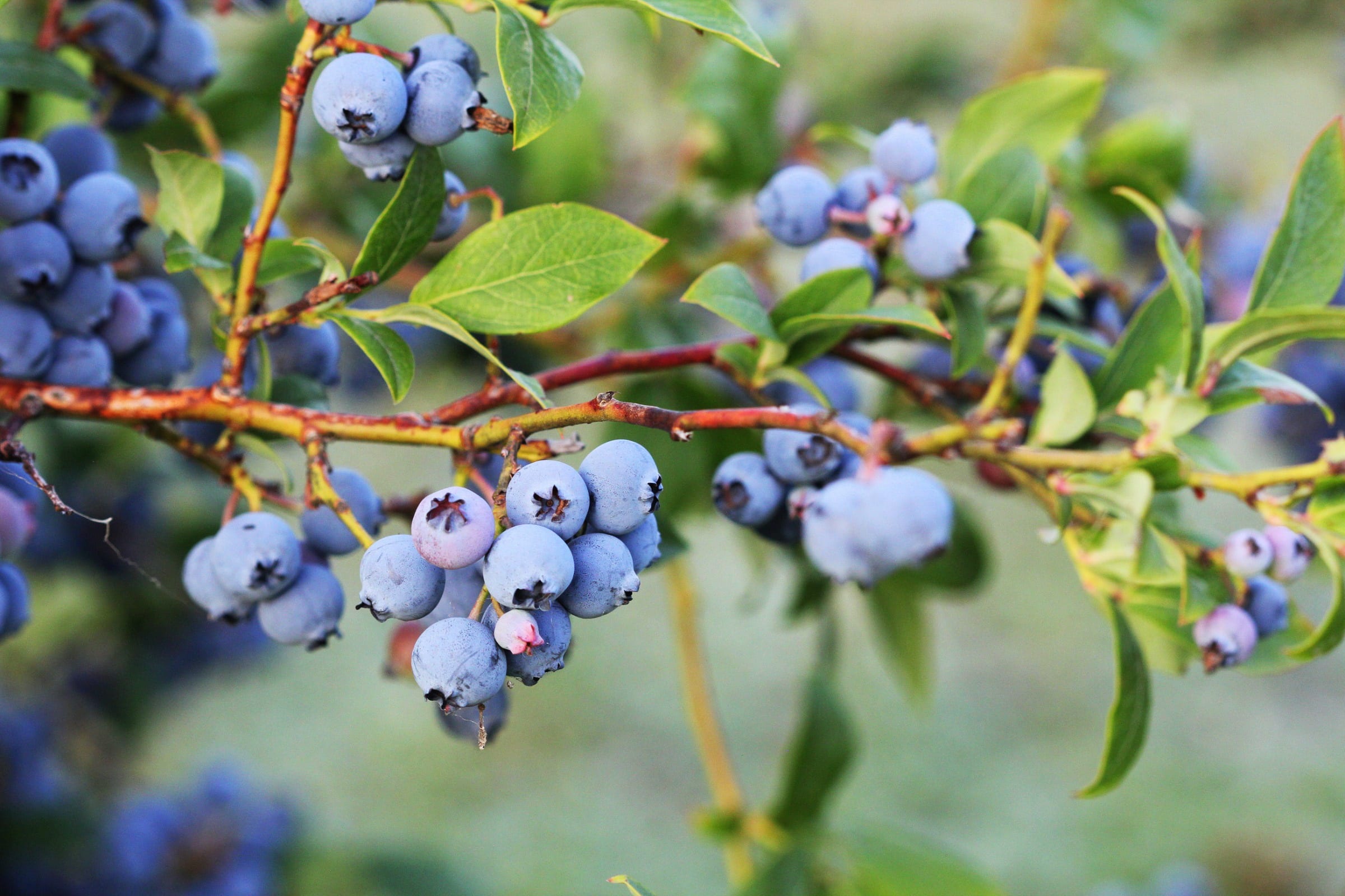 Blueberry Production - Crop Tech Guide - Seasol NZ