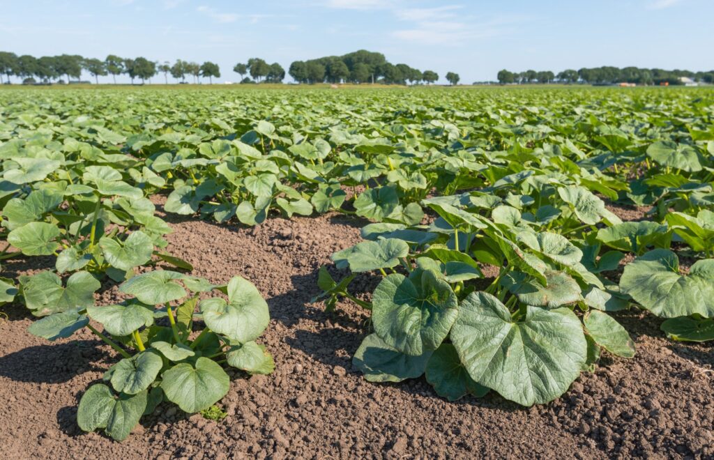 Vegetable Brassica Production - Crop Tech Guide - Seasol NZ