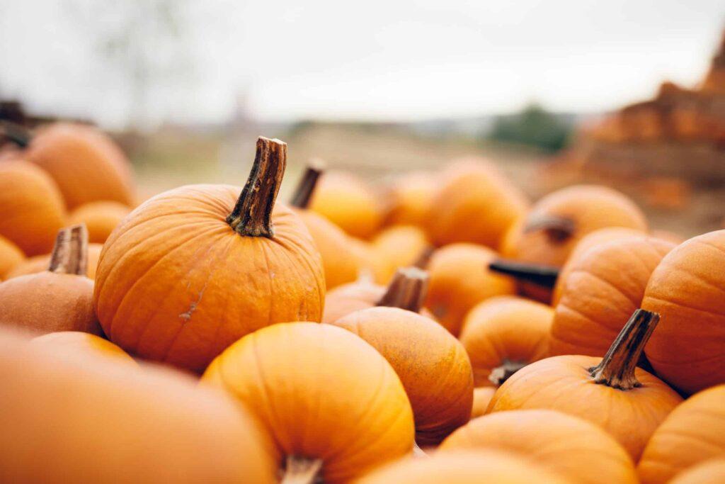 Melon and Pumpkins Production - Crop Tech Guide - Seasol NZ