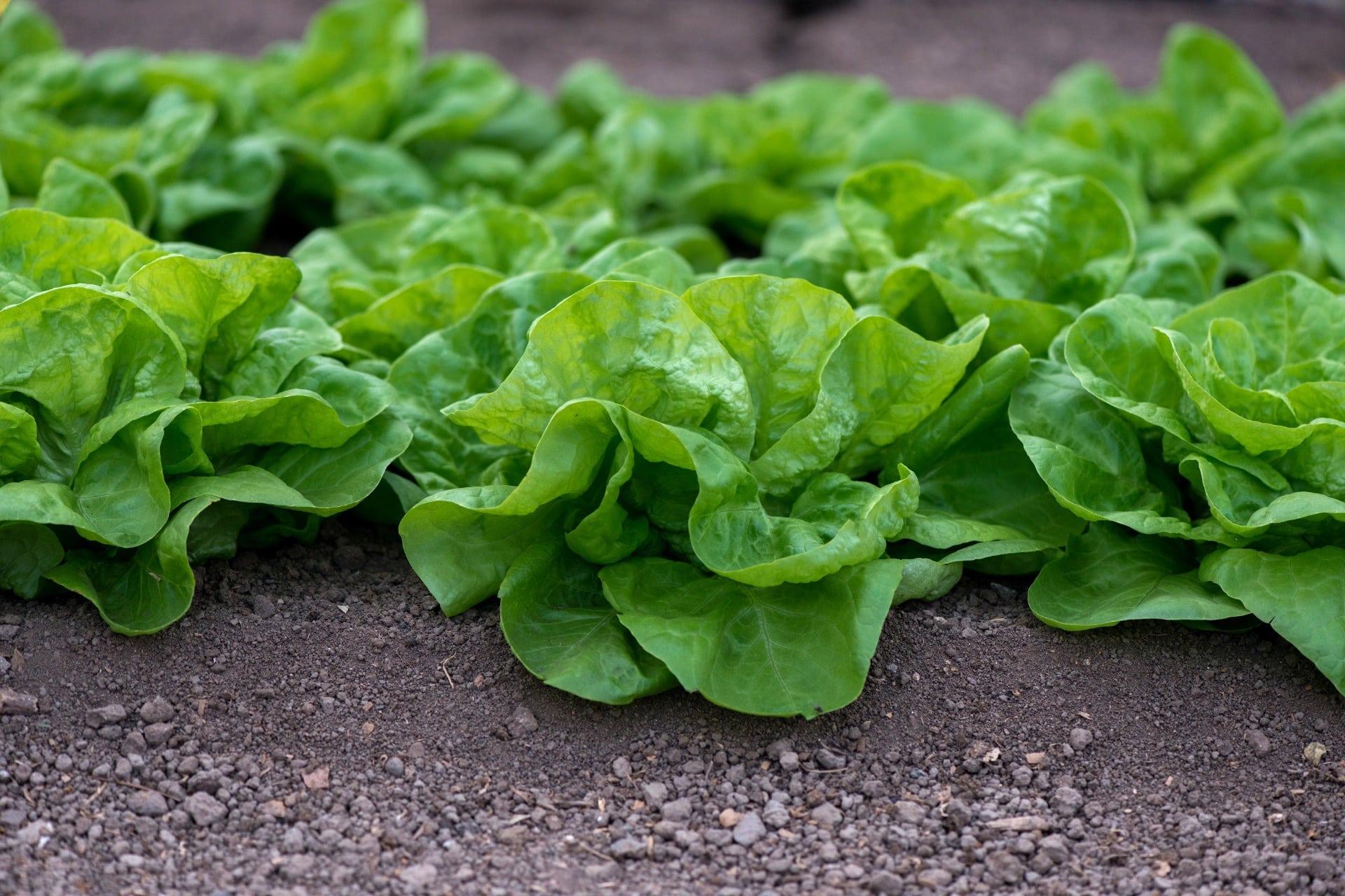 Lettuce Production – Crop Tech Guide – Seasol NZ