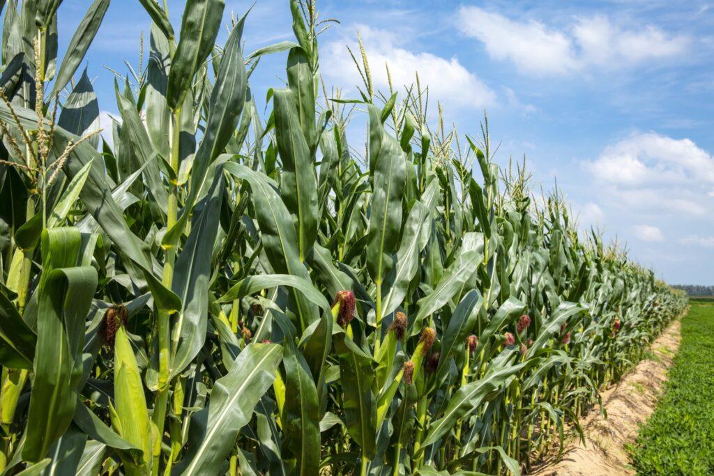 Maize & Sorghum Production – Crop Tech Guide – Seasol NZ