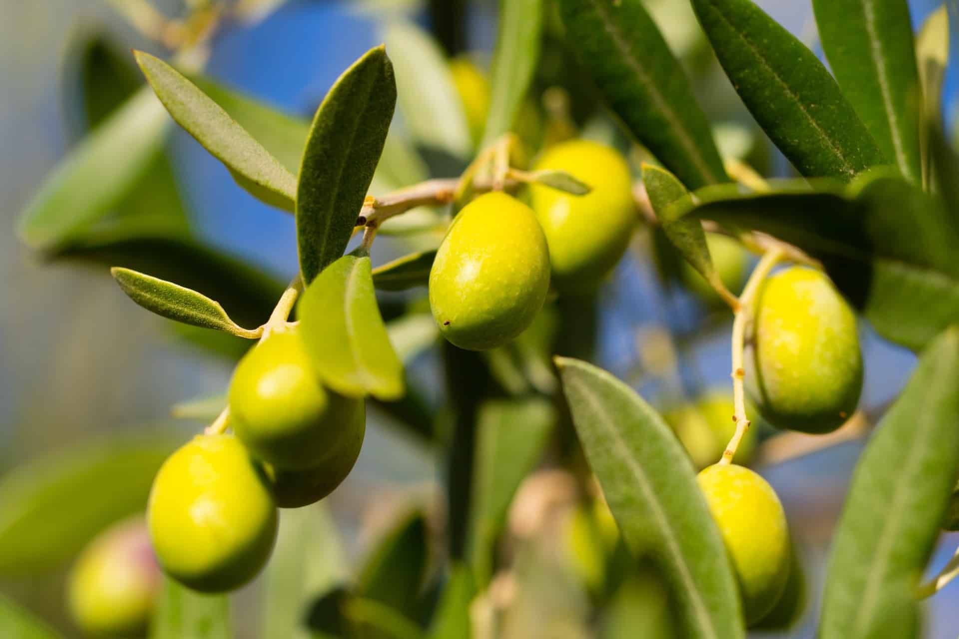 Olive Production – Crop Tech Guide – Seasol NZ