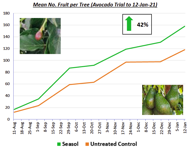 Mean No. Fruit per Tree (Avocado Trial to 12-Jan-21)
