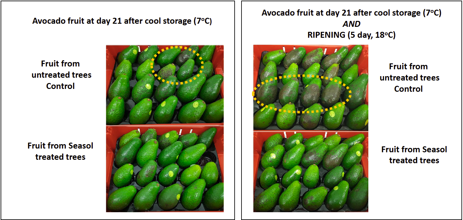 Avocado fruit ripeness after 21 days cool storage