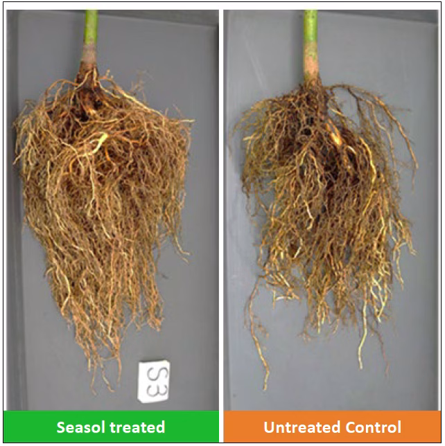 Seasol seaweed extract increased avocado root growth